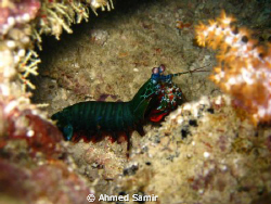 Mantishrimp from Hafza Thila, Nrth Ari Atoll - Maldives. by Ahmed Samir 